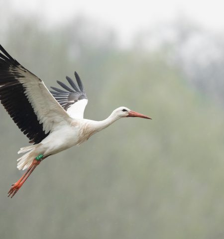 White stork in the rain